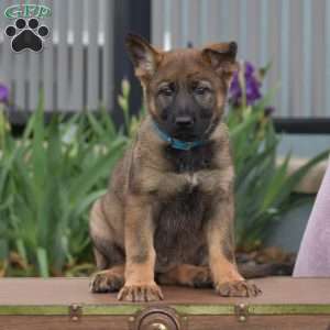 Kandy, German Shepherd Puppy